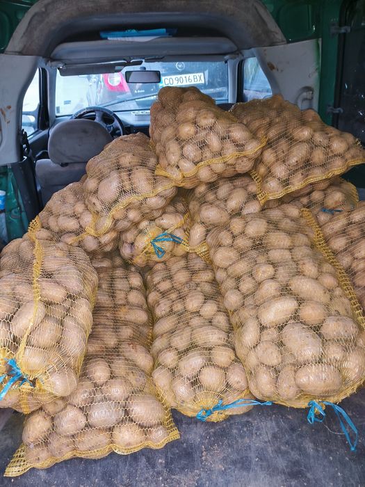 Картофи сорт Сорая