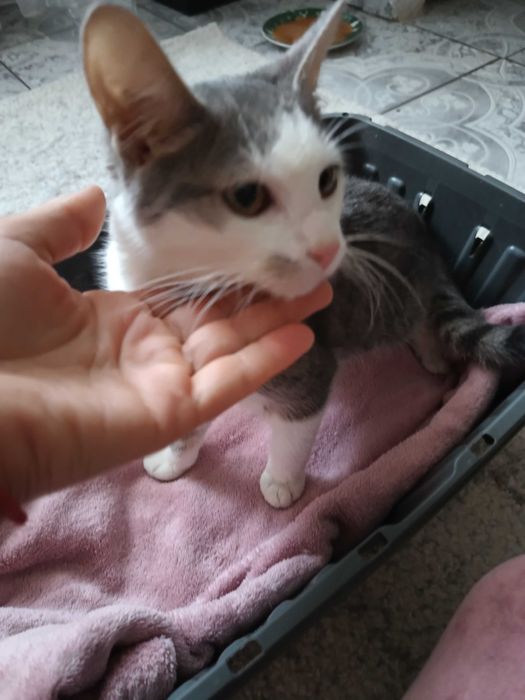 adopție pui pisica 6 luni
