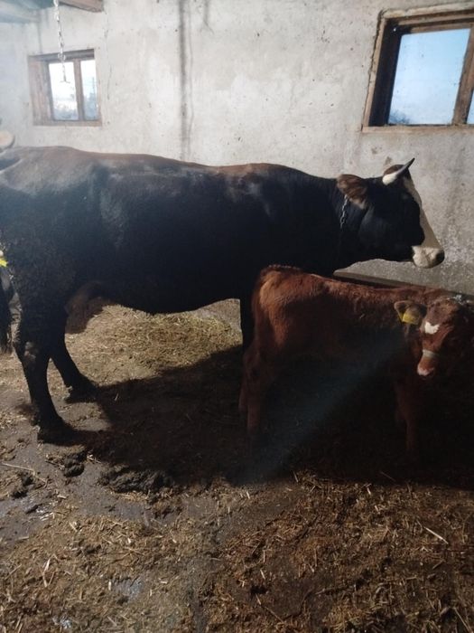 Vând 5 vaci cu viței