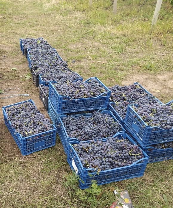 Struguri de masa si de vin