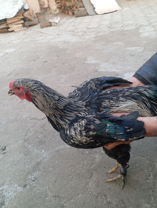 Продам петуха можно на племя или на мясо