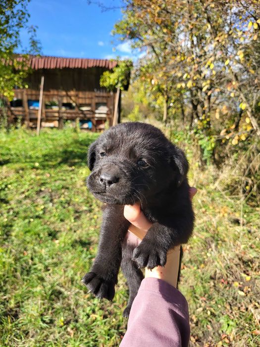 Pui de câine maro si negru