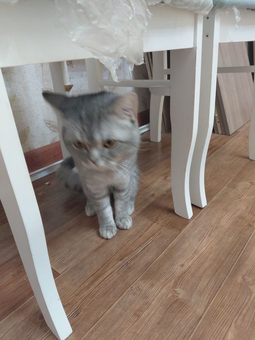 Кот пародистый британской породы