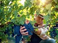 Struguri de vin producator