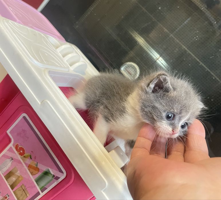 Mushukcha pers+ turetskiy van