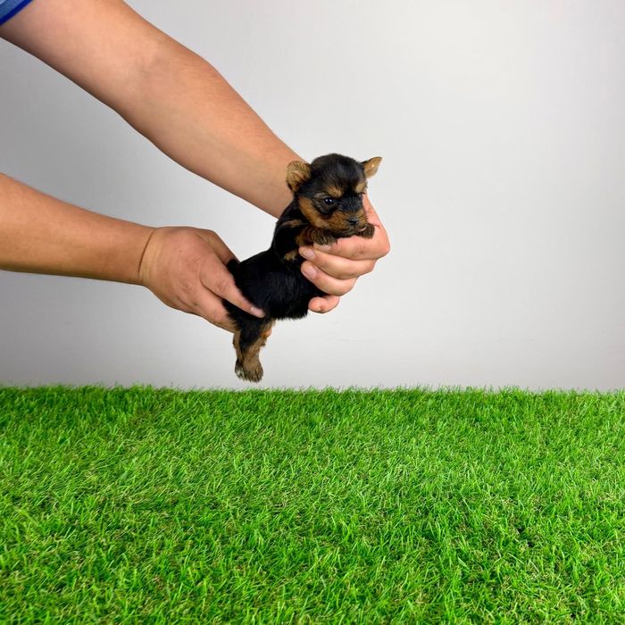 Pui Yorkie cu pedigree