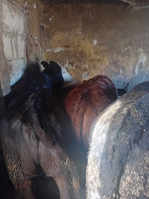 Viței de vânzare