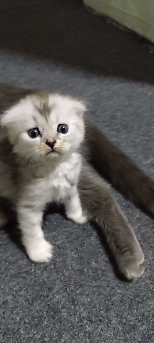 Продам котят от правильной вязки