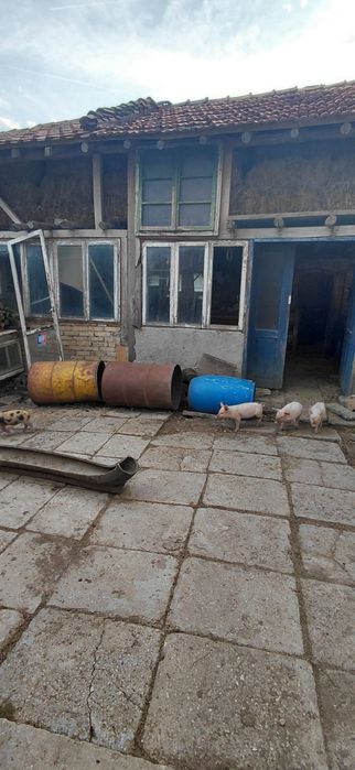 Продавам малки прасенца