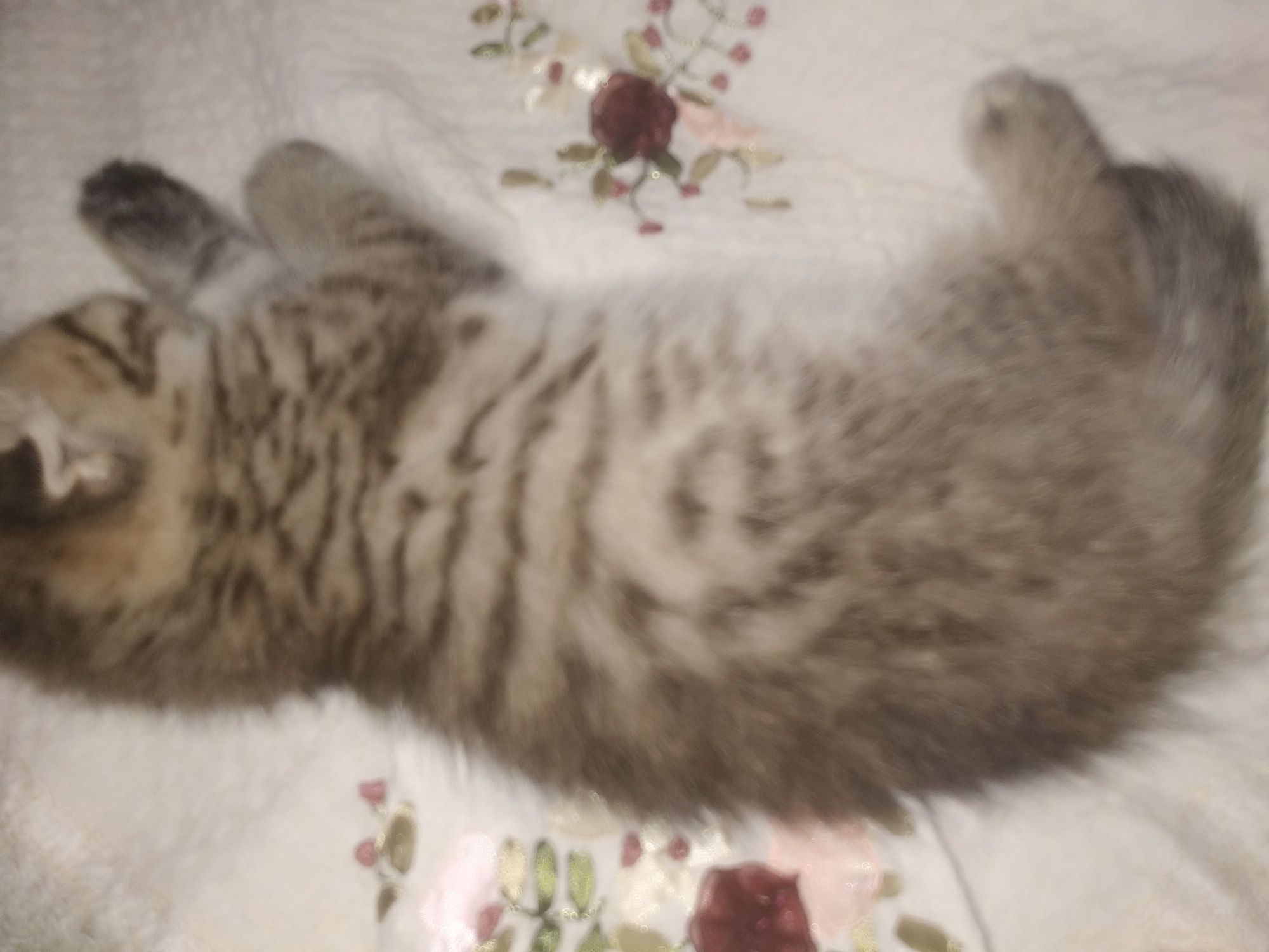 Шотландские котята.