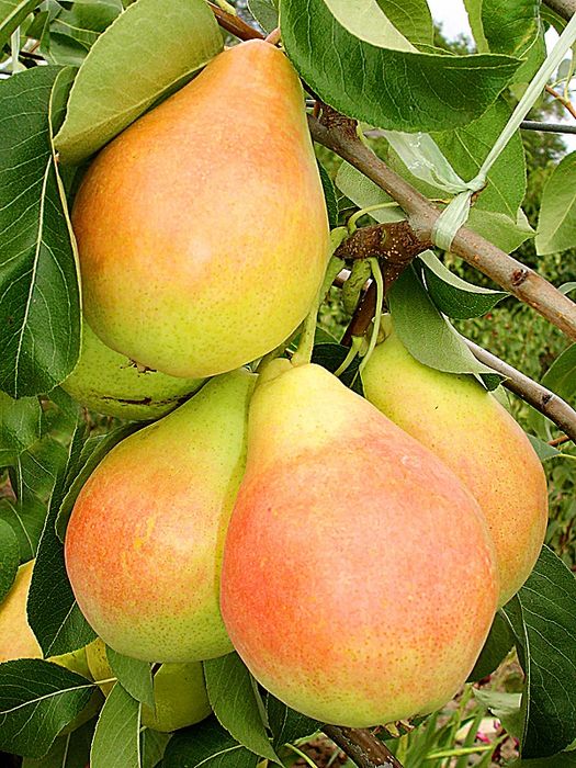 Pomi Fructiferi Străvechi Glia Strămoșească (Soiuri De Peri )