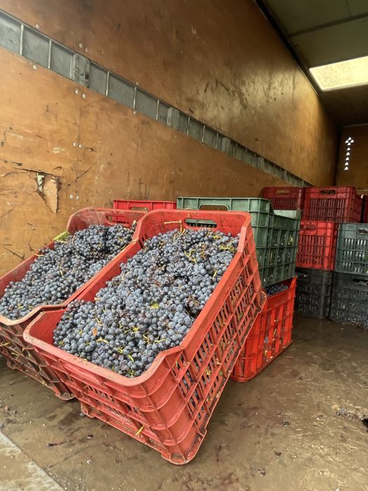 Vand struguri negri de vin transport gratuit