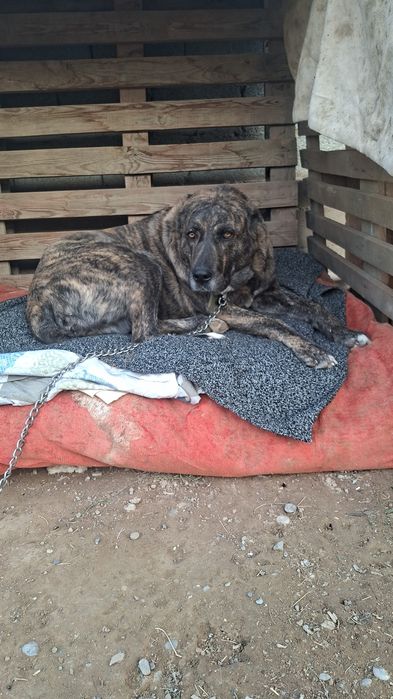 Собачки   в семью