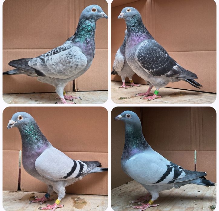 Porumbei voiajori 2025 și păsări din matcă