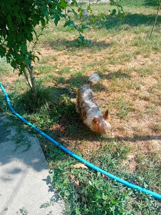 Yorkshire terrier mini toy