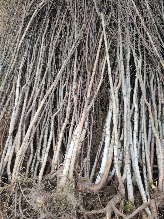 Puieti forestieri salcâm frasin carpen fag mesteacăn