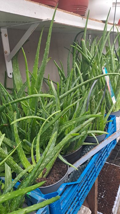 Aloe vera,2 soiuri