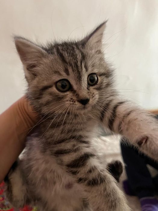 Отдам котенка даром