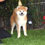 Akita inu ,femela de top parinti mari campioni