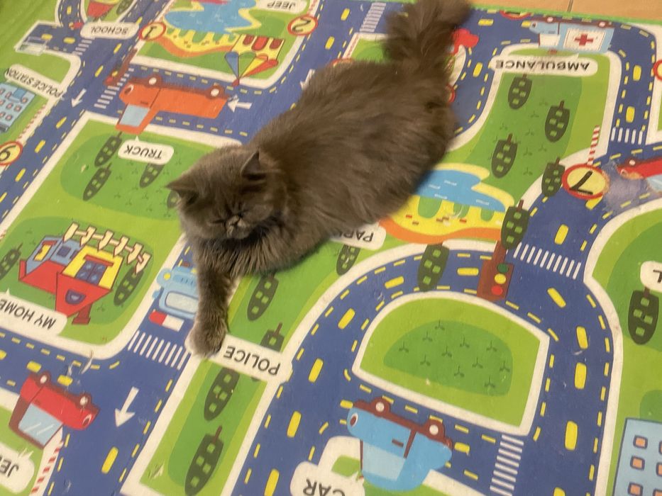 Persidiskiy mushuk ayol