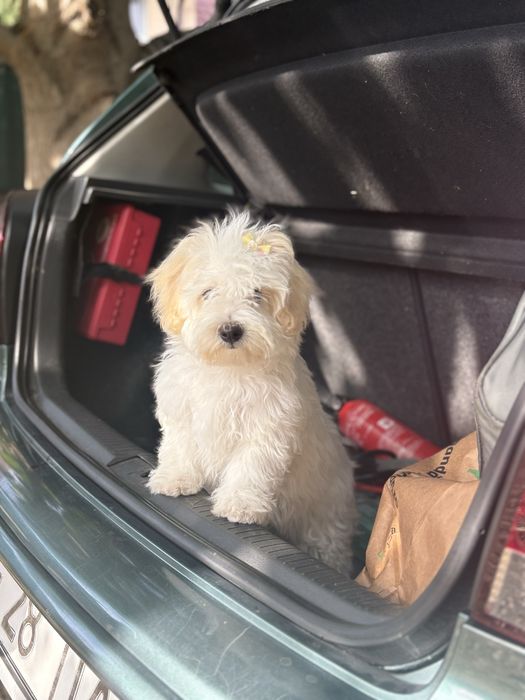 Bichon maltez mini