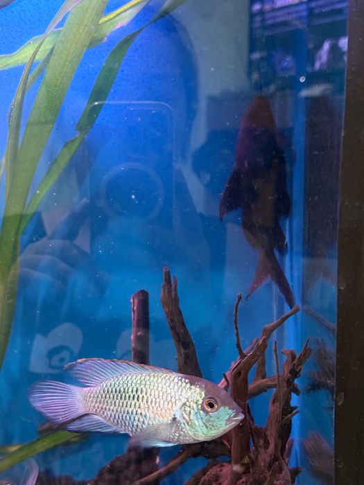Аквариум с рыбами и черепахой