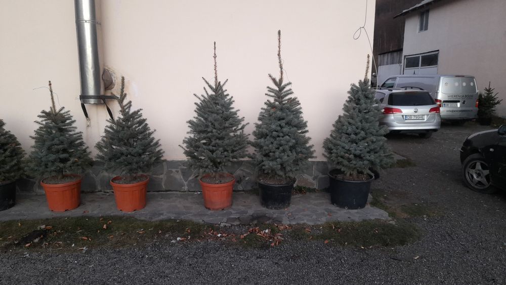 Brad argintiu si verde