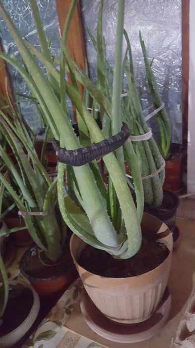 Алоэ Вера лечебное  старше 3х лет