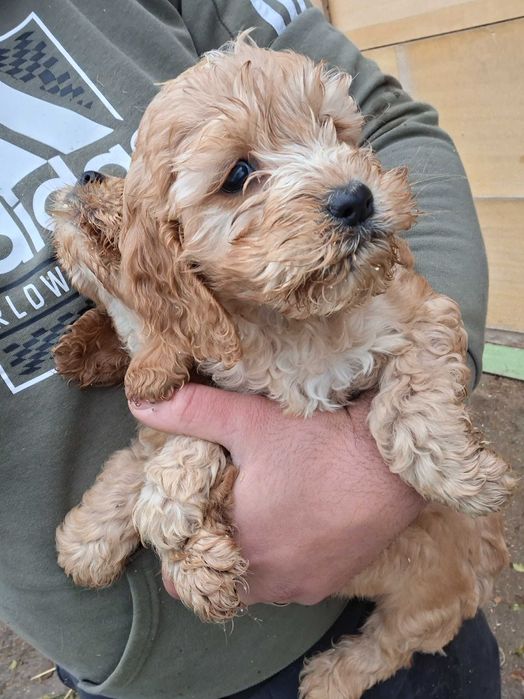 Кучета за трюфели порода лагото кокер вече имат интерет към гъбата