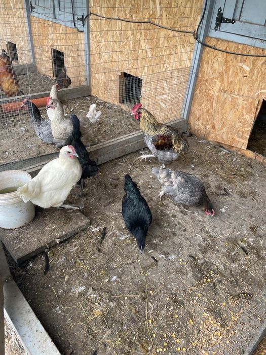 Vand gaini rasa, incetare activitate ferma.