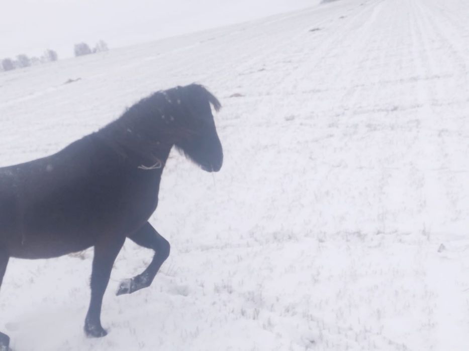 Лошади для развода