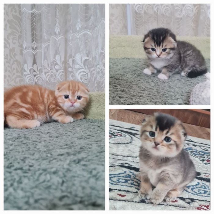 Продаются вислоухие/скоттиш фолд/котята