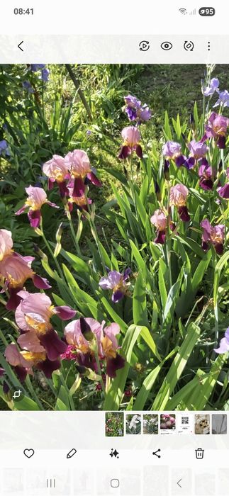 Rizomi iris Burgerland