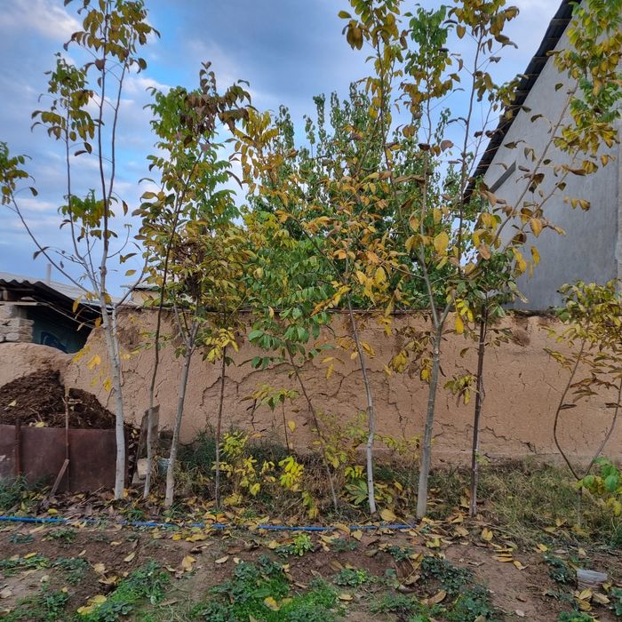 Сотиладиган тайёр ҳар ҳил кўчатлар бор