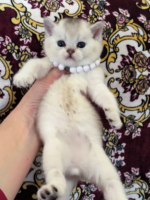 Чистокровные котята