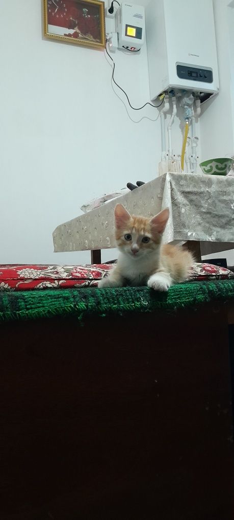 Кошка боласи Сибирский