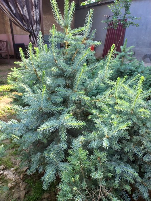 Archa голубое если