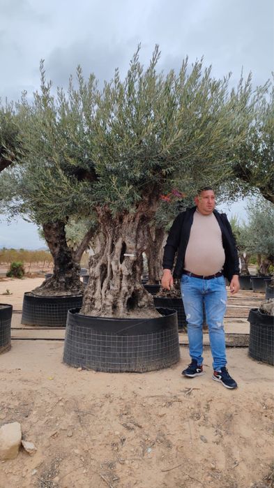 Maslini bonsai maslini seculari