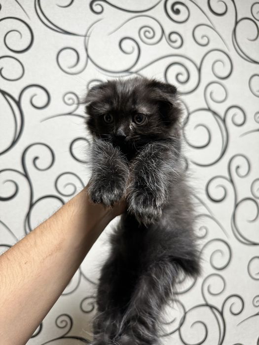 Highlandfold котенок чистокровный