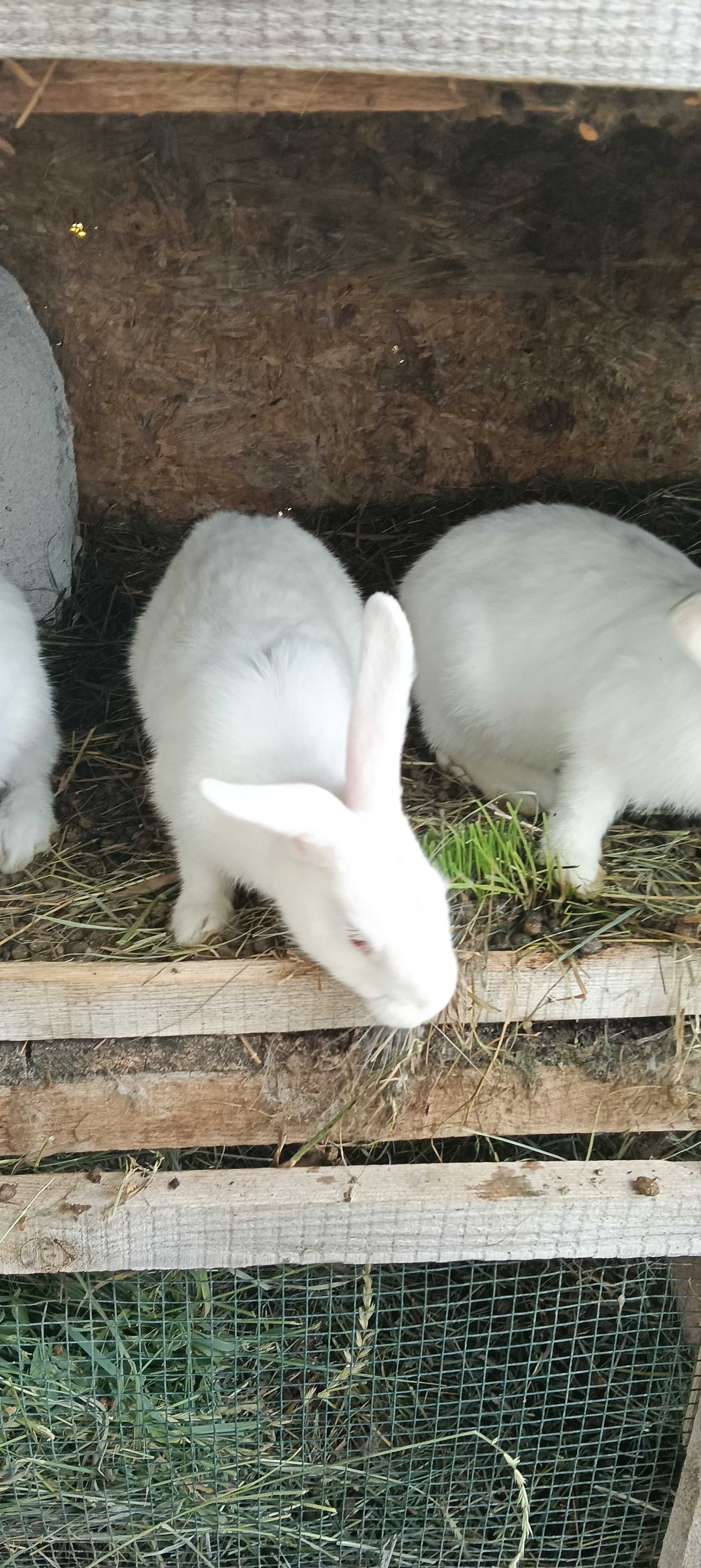 Iepuri mari și mici