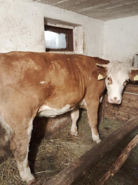 De vânzare juninca gestantă