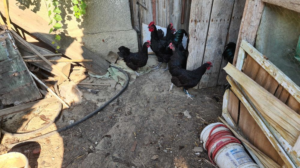 Ouă găini rasa Australorp negru