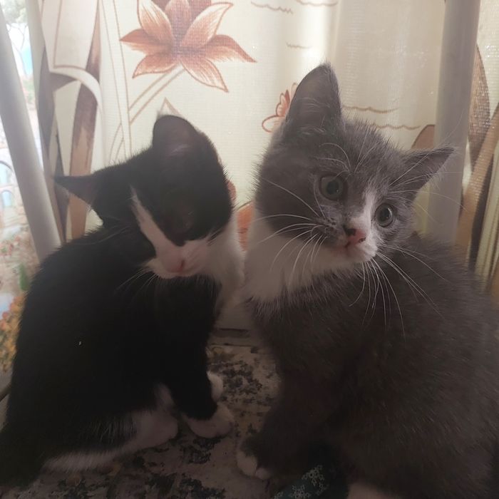 Отдам в хорошие руки котят