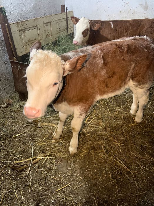 Vând vitele de două luni