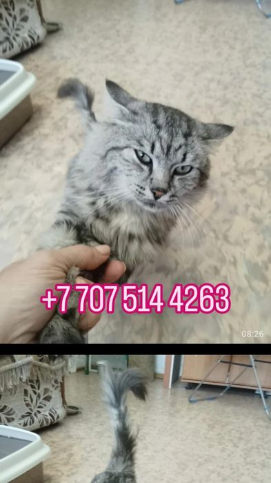 Очень срочно, отдам кастрированного котика