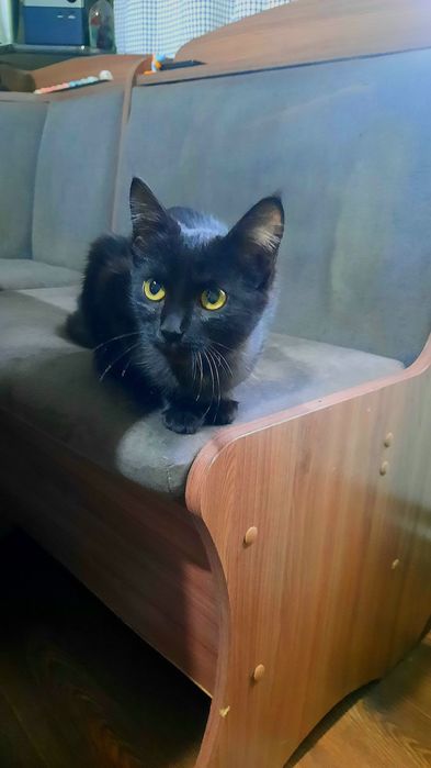 Черная кошечка ищет дом.