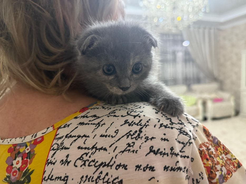 Продаются два котенка