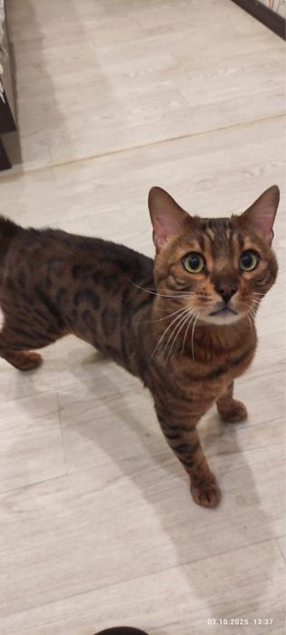 Отдам Бенгальский кот