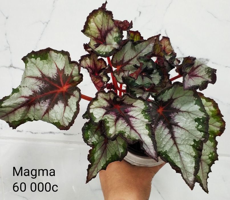 Укоренные листочки бегоний.