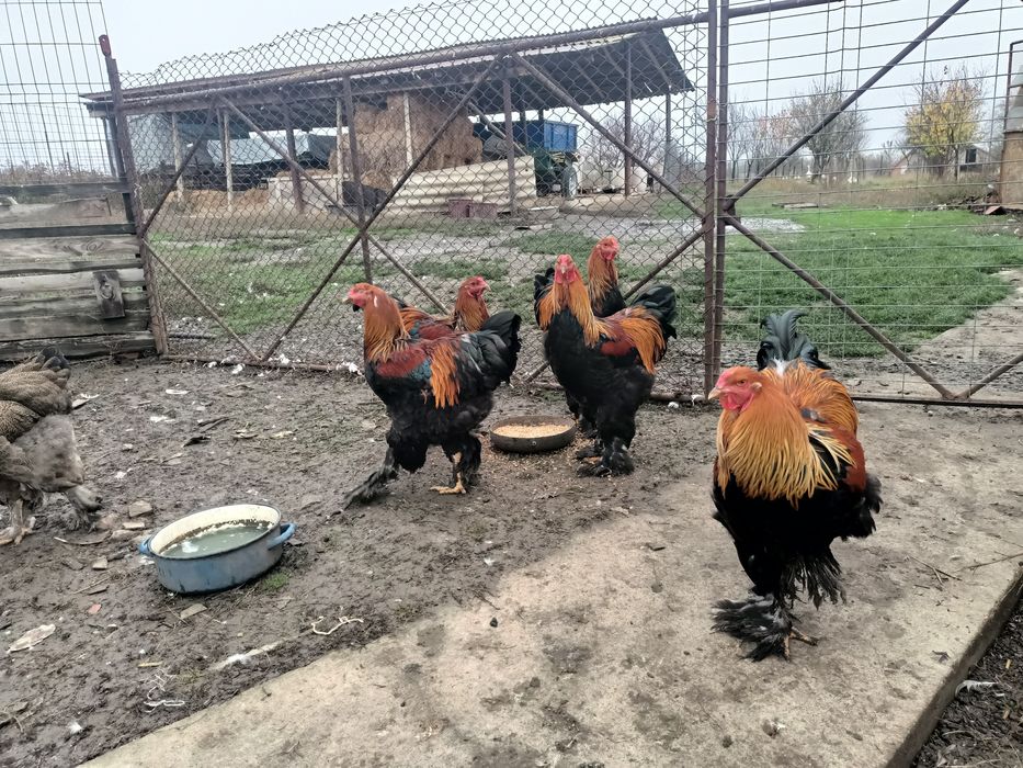 Cocoși brahma potârnichiu